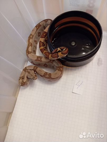 Императорский удав