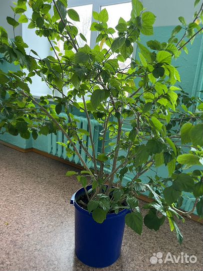 Гибискус китайская роза