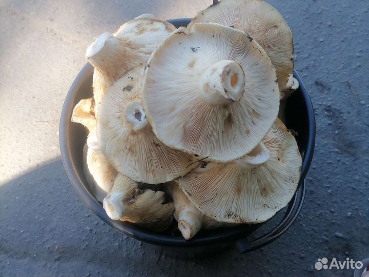 Грибы грузди свежие