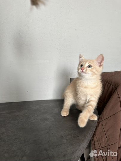 Котенок