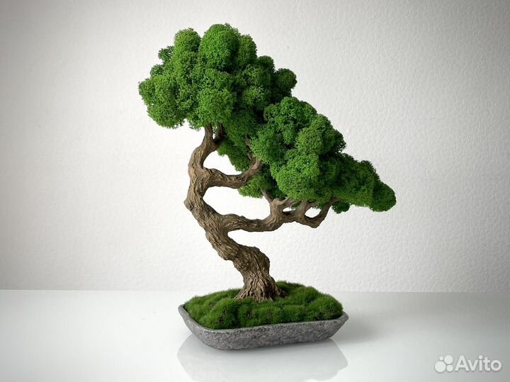 Бонсай Мидори