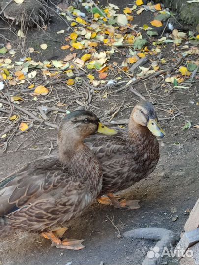 Подсадные утки