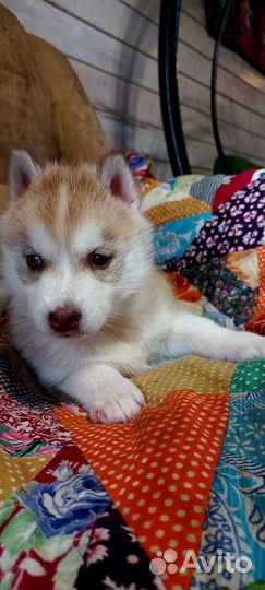 Щенки сибирской хаски