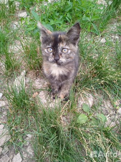 Котятки в добрые и любящие руки