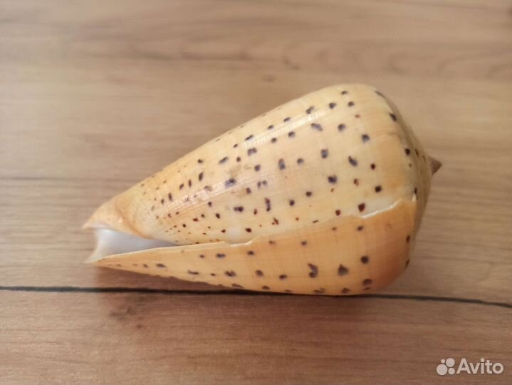 Морская раковина