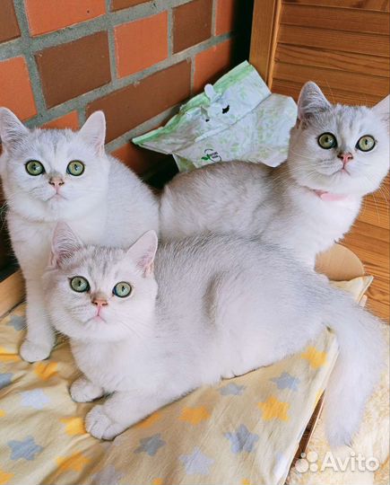 Британские котята