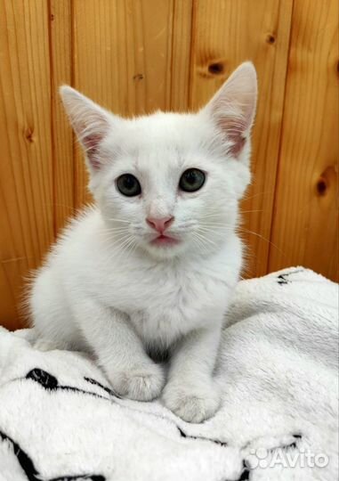Чудесные белые котята