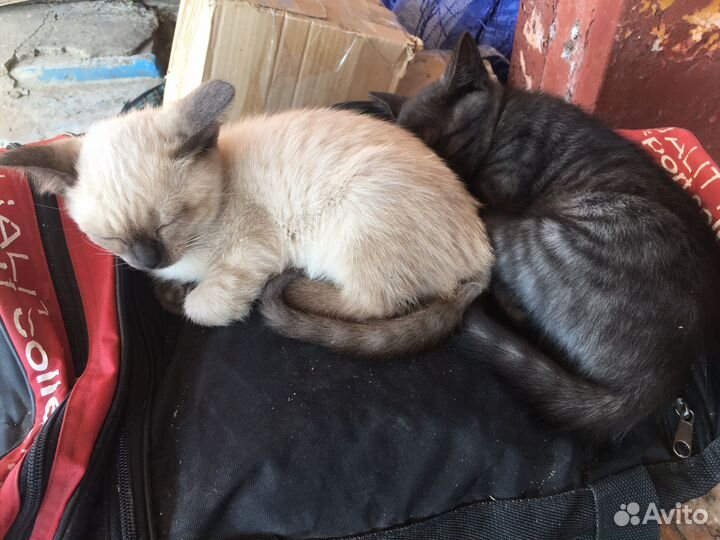 Котята в добрые руки 2 месяц