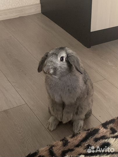 Вязка кролика