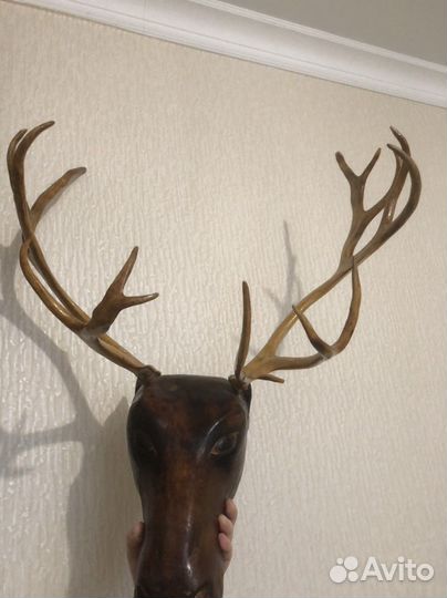Рога оленя