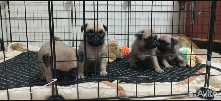 Щенки мопса мальчик девочка
