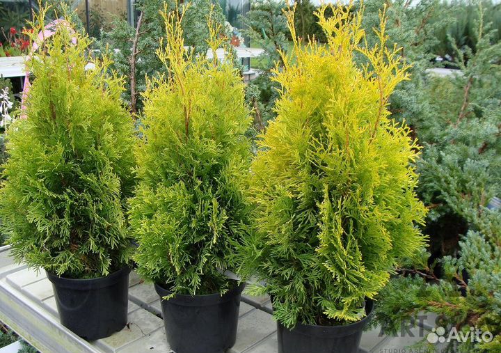 Туя брабанттуя Брабант