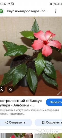 Гибискус китайская роза