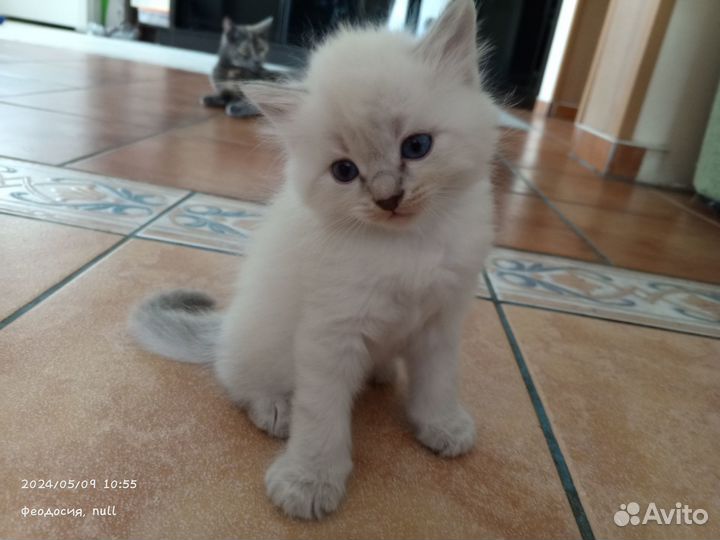 Котята 1 месяц
