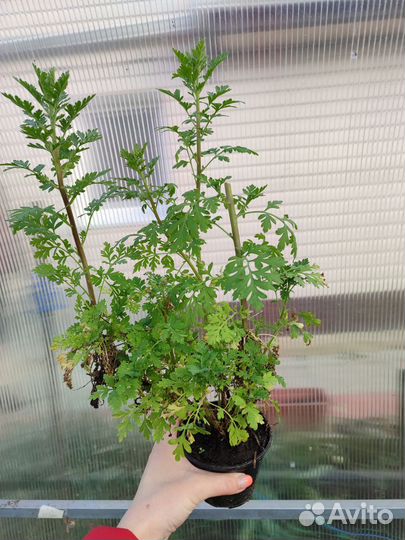 Многолетники для сада