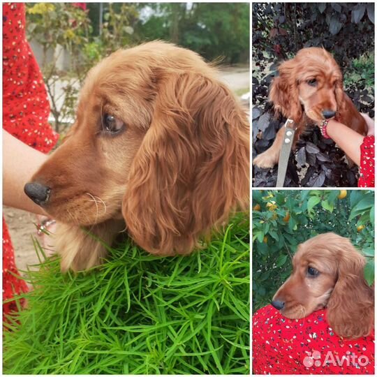 Кокер спаниель