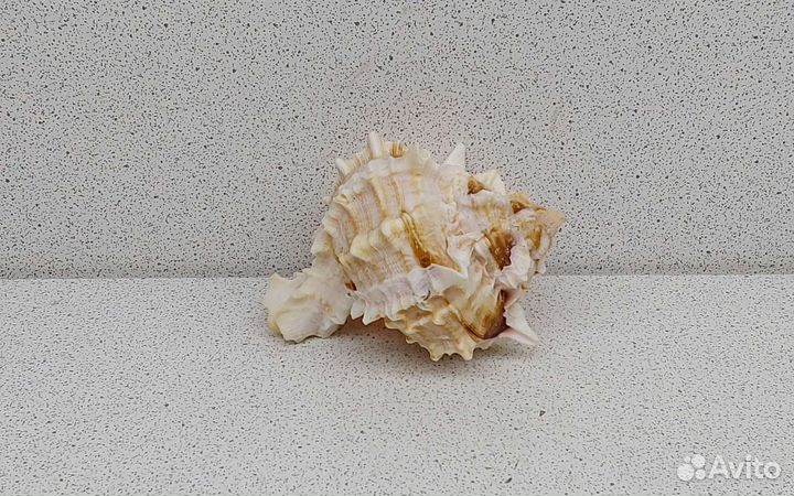 Мурекс Биколор 6,8 морская ракушка раковина