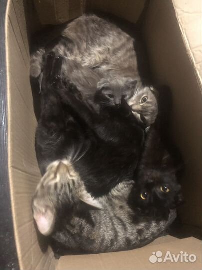 Кошки бесплатно