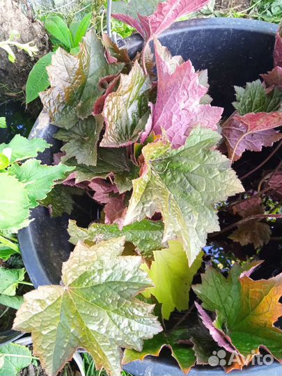 Дармера, гейхера, брунера