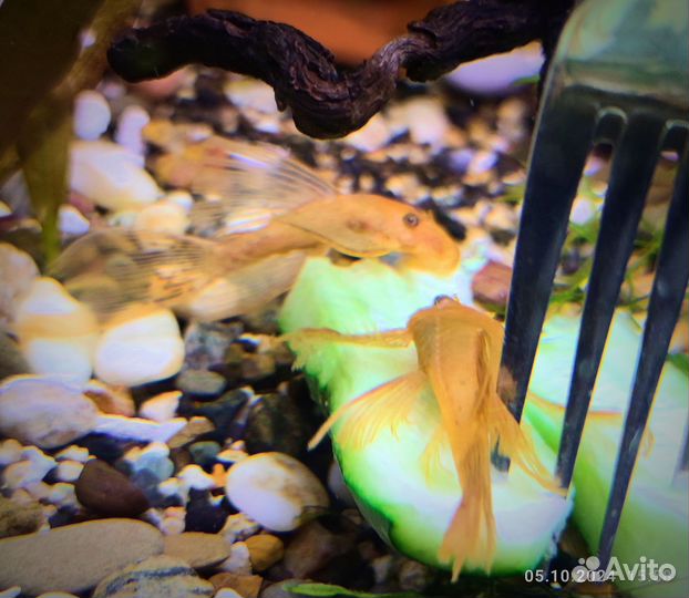 Анциструс вуалевый Супер Ред