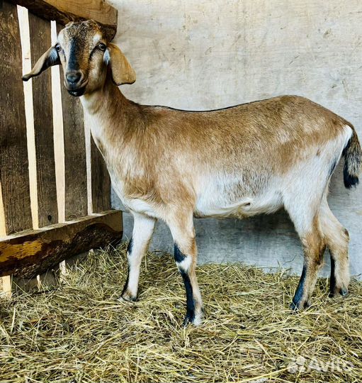 Англо нубийские козы