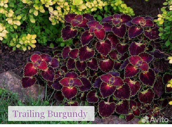 Колеусы вегетативные сортовые