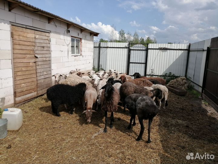 Овцы бараны