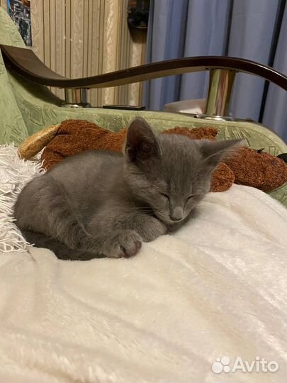 Серый котенок Арсений