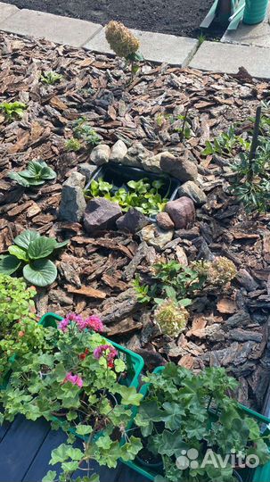 Мульча кора сосны