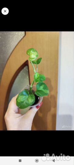 Сциндапсусы и эпипремнумы