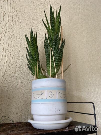 Алоэ пёстрое(тигровое)