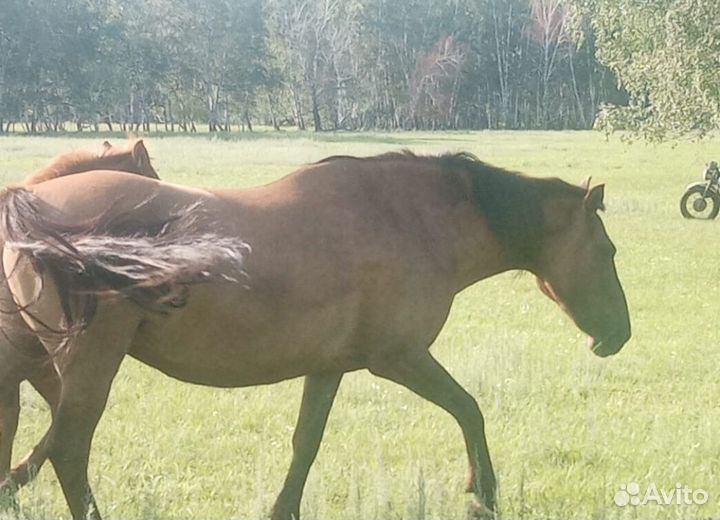 Кобылы с жеребенком