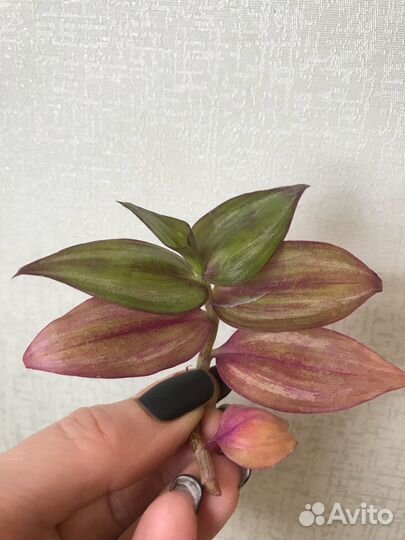 Традесканции 2