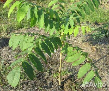 Саженцы Манчжурского ореха 2х-летки (50- 70 см)