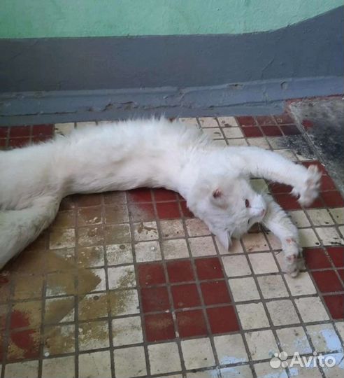 Ласковый ангора выброшен в подъезд, вызван отлов