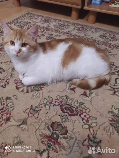 Отдам бесплатно котика