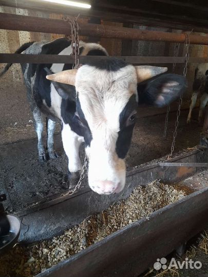 Бычки и быки