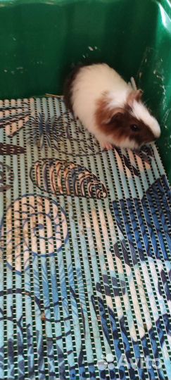 Морские свинки