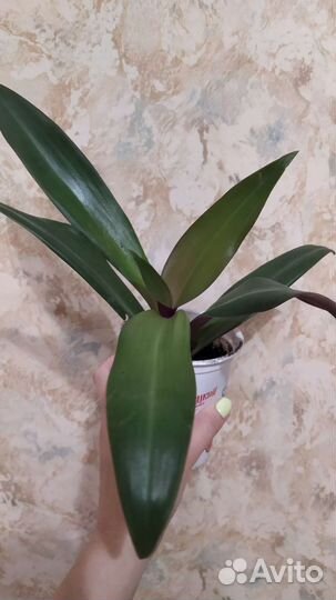 Домашние растения