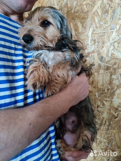 Щенки дорки