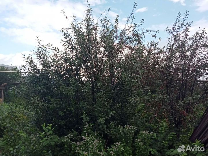 Продам ягоды вишни