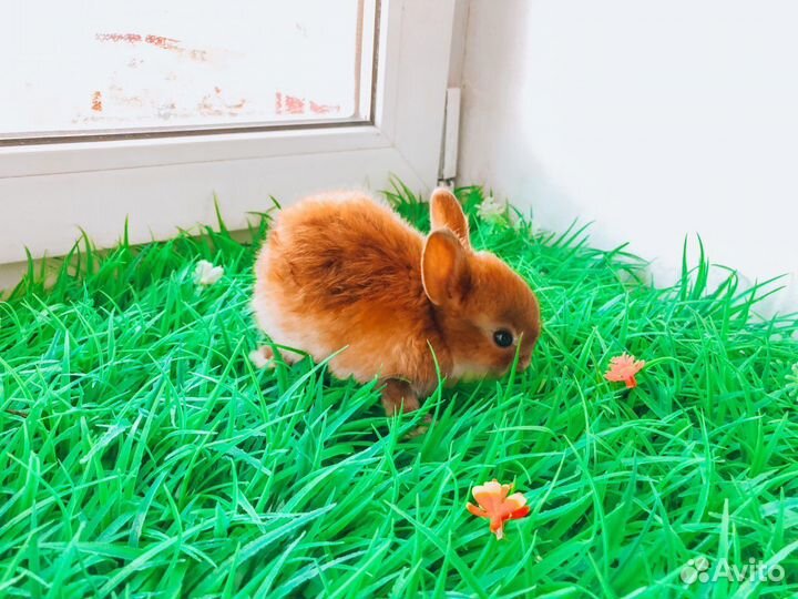 Карликовый кролик