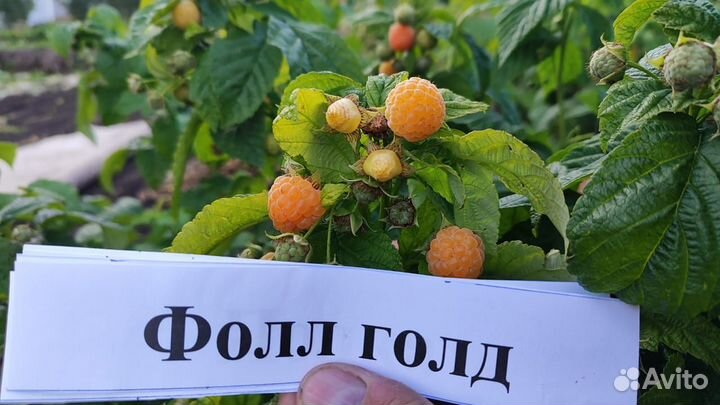 Ремонтантная малина
