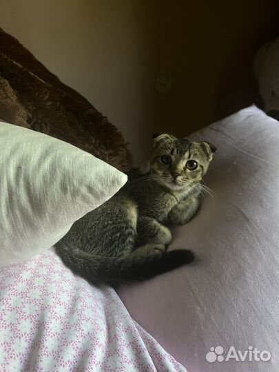 Шотландская в добрые руки котенок