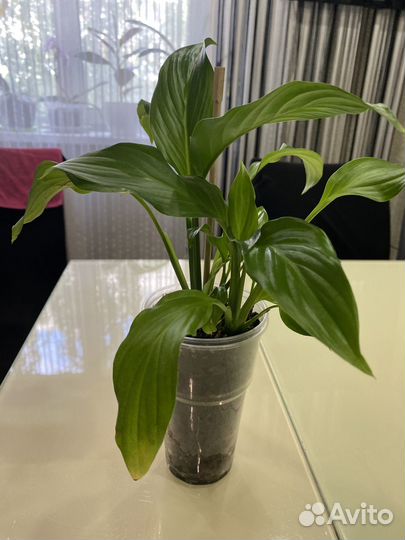 Спатифиллум Шопен, миниатюрный сорт