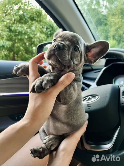 Французский бульдог щенки