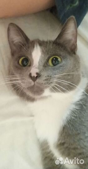 Кошка в хорошие руки