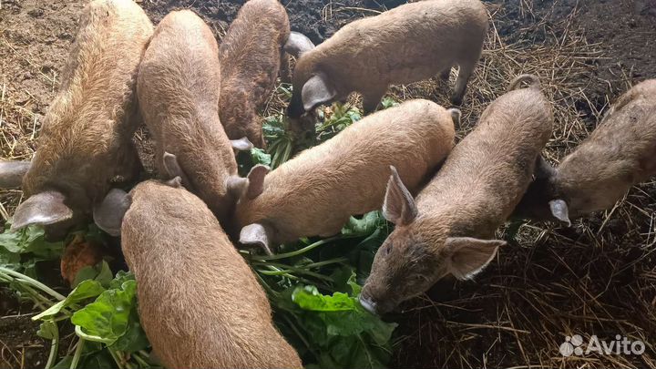 Поросята венгерской мангалицы