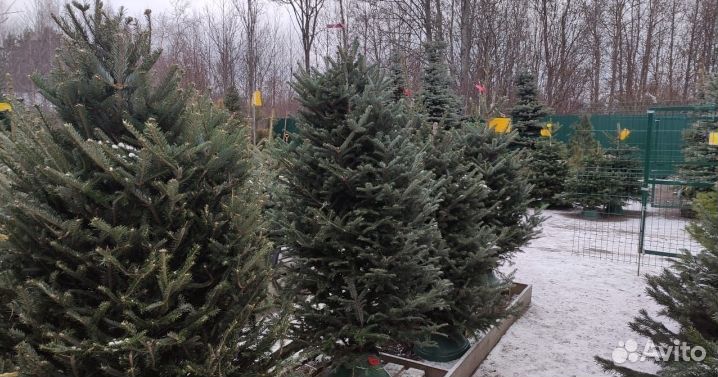 Лучшие новогодние елки - доставка по всей Москве