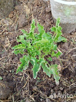 Колокольчик карпатский многолетний